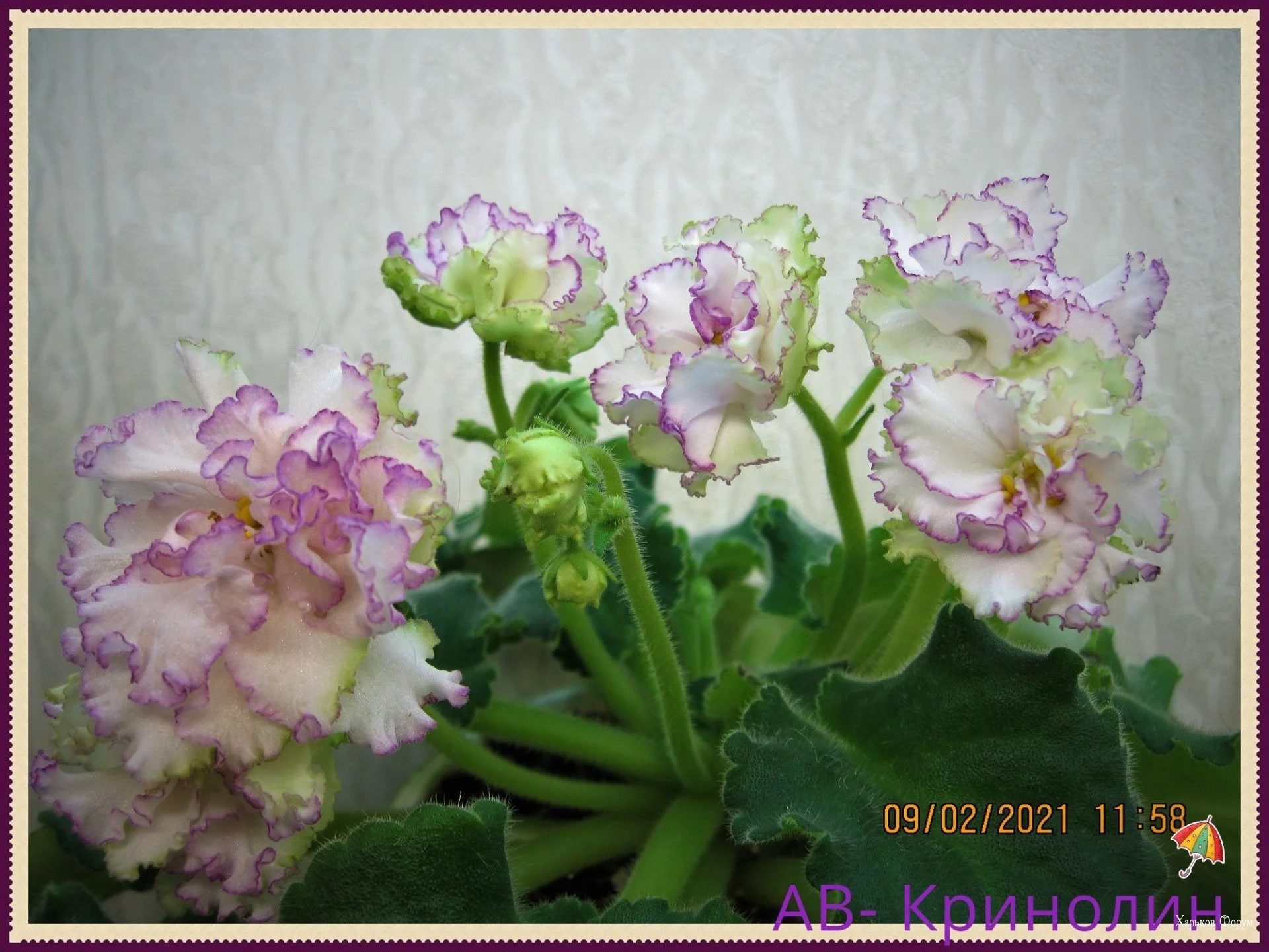 d67bffe72b84f875.webp