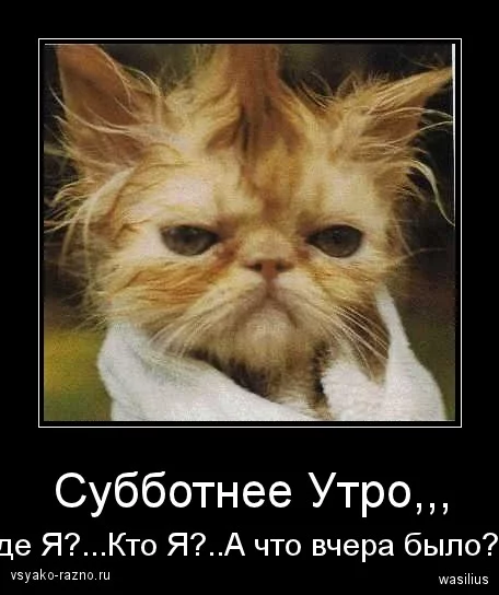 d6bbgg.webp