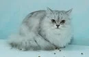 d70490c6ad46c31f9760b560b8b4da5a.webp