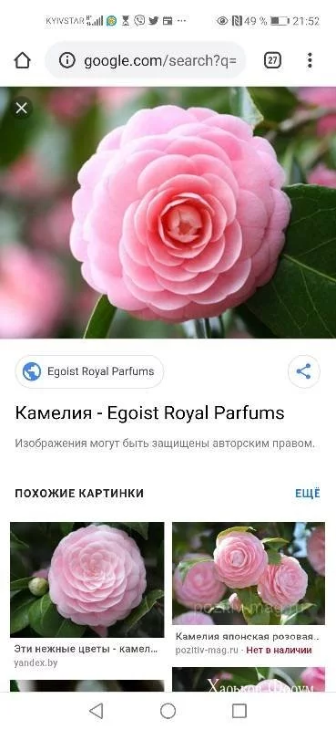 d7645eb24e557d6c.webp