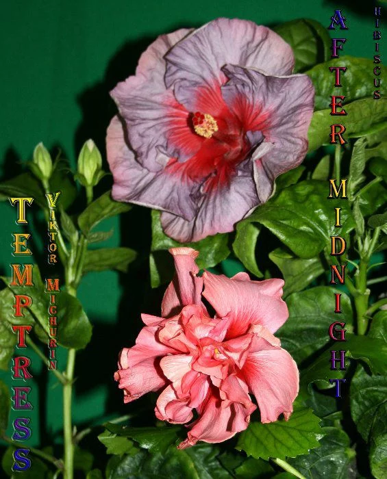 d786bd2ddebacc408b5805fb85ef7e31.webp