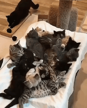 d7b44ed96543f2fd5ffd9827.gif