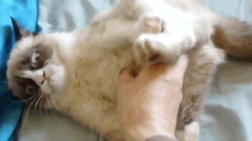 d83e61a724595af3a6e4de9e8cdc48b9.gif