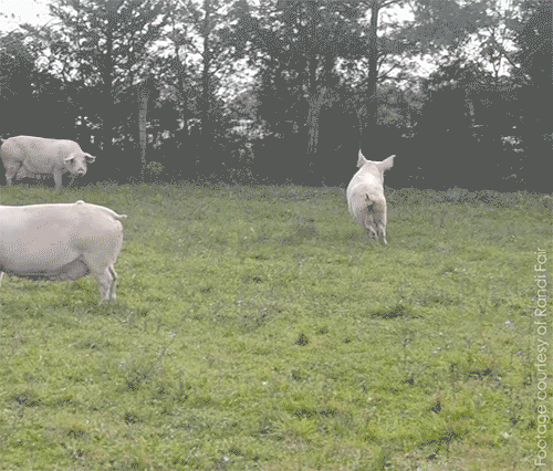 d840b457b2602cb0e018eda6.gif