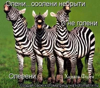 d8ba1d023faed8bf.webp