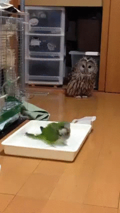 d8ff6cd14fd9101f8.gif