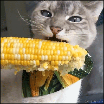 d90da84d0996a5faf2.gif