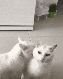 d91ca011905ceece.gif