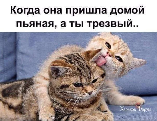 d9421cfe43ee9e82ad.webp