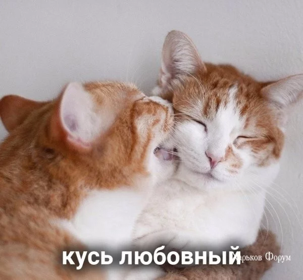 da099f706a21d5010866.webp