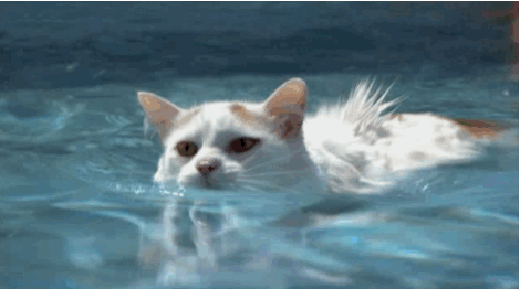 da0fed.gif
