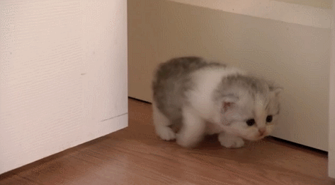 da640683d3cedc80c30.gif