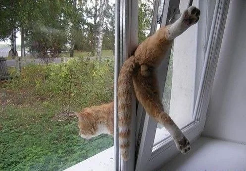 dab7fb.webp