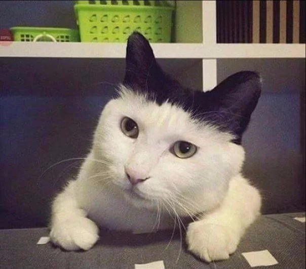 dABdxPKHvPk.webp