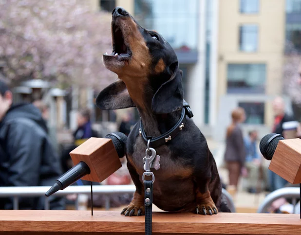 dachshund+unb.webp