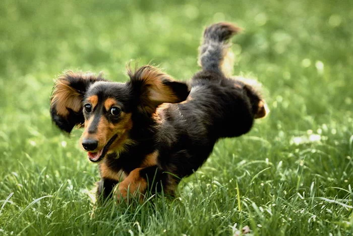 dachshund_rabbit_01.webp