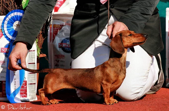 dachshund_rabbit_02.webp