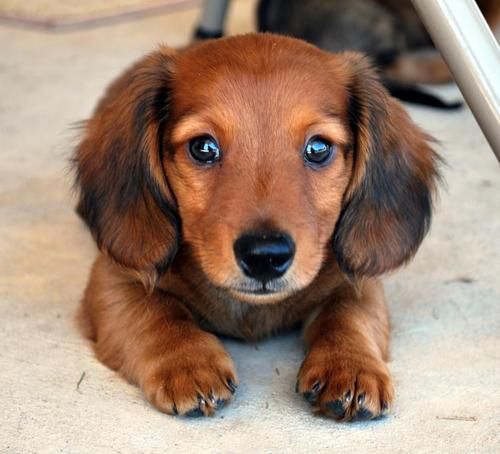 dachshunds-bunkblog.net_.jpg