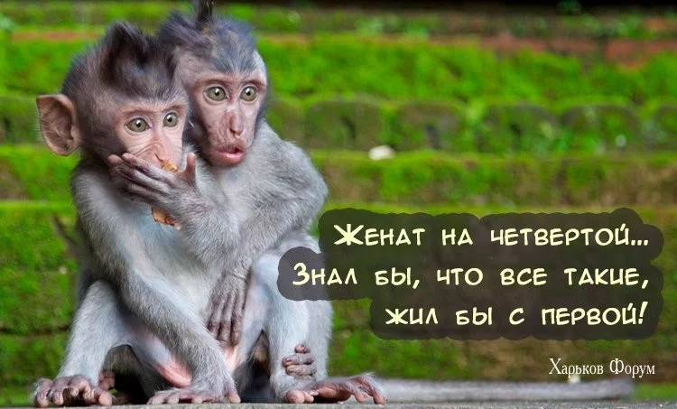 dad4793e33a9ba20253a29a6.webp