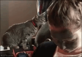 dafh0a.gif