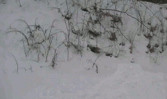 daily_gifdump_424_18.gif