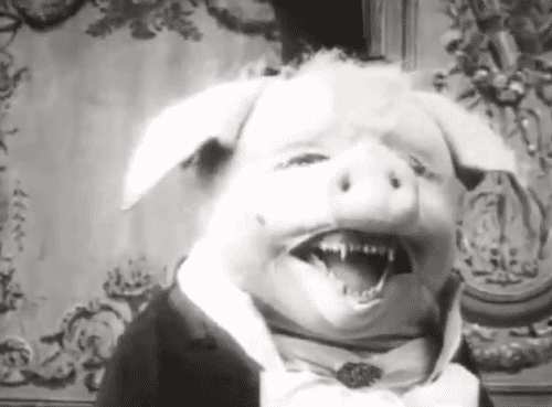 dancing-pig.gif