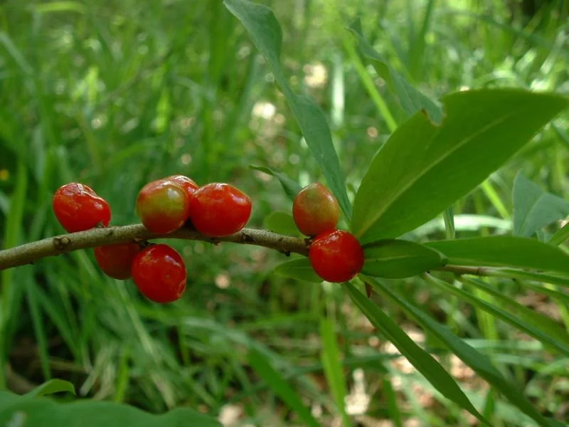 Daphne_mezereum_Berries2.webp