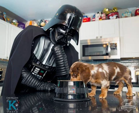darth_dachshund_3_large.webp