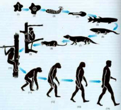 darwinism05_44.webp