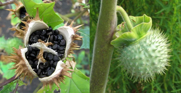 datura-1.webp