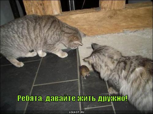 davayte-zhit-druzhno_1297351717.jpg