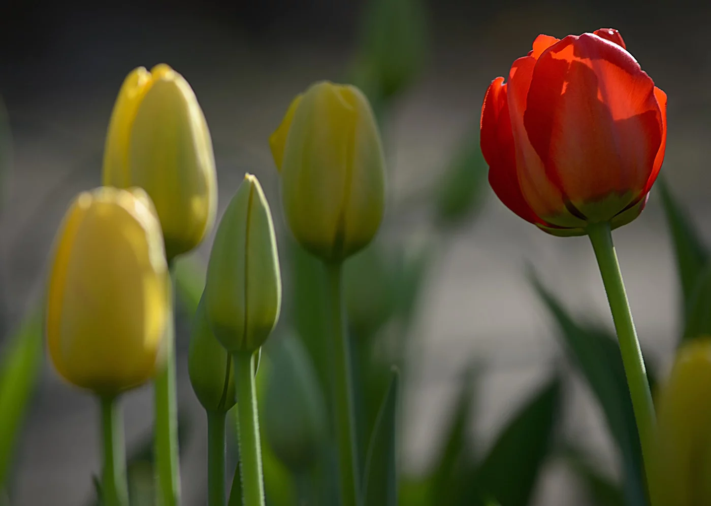 dbcga9.webp