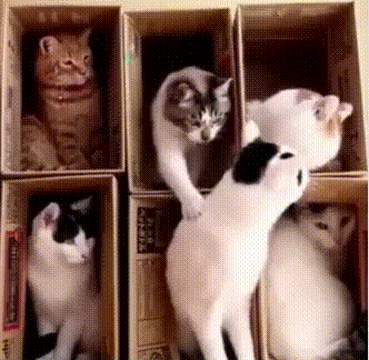 dbd4eb.gif