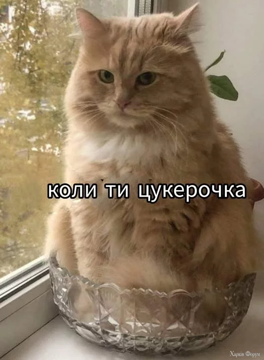 dbLtdAV-pGxMs7Uw&_nc_zt=23&_nc_ht=scontent.fdnk1-4.jpg
