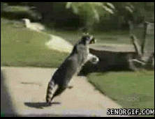 dc38e3f1345ac28f71.gif