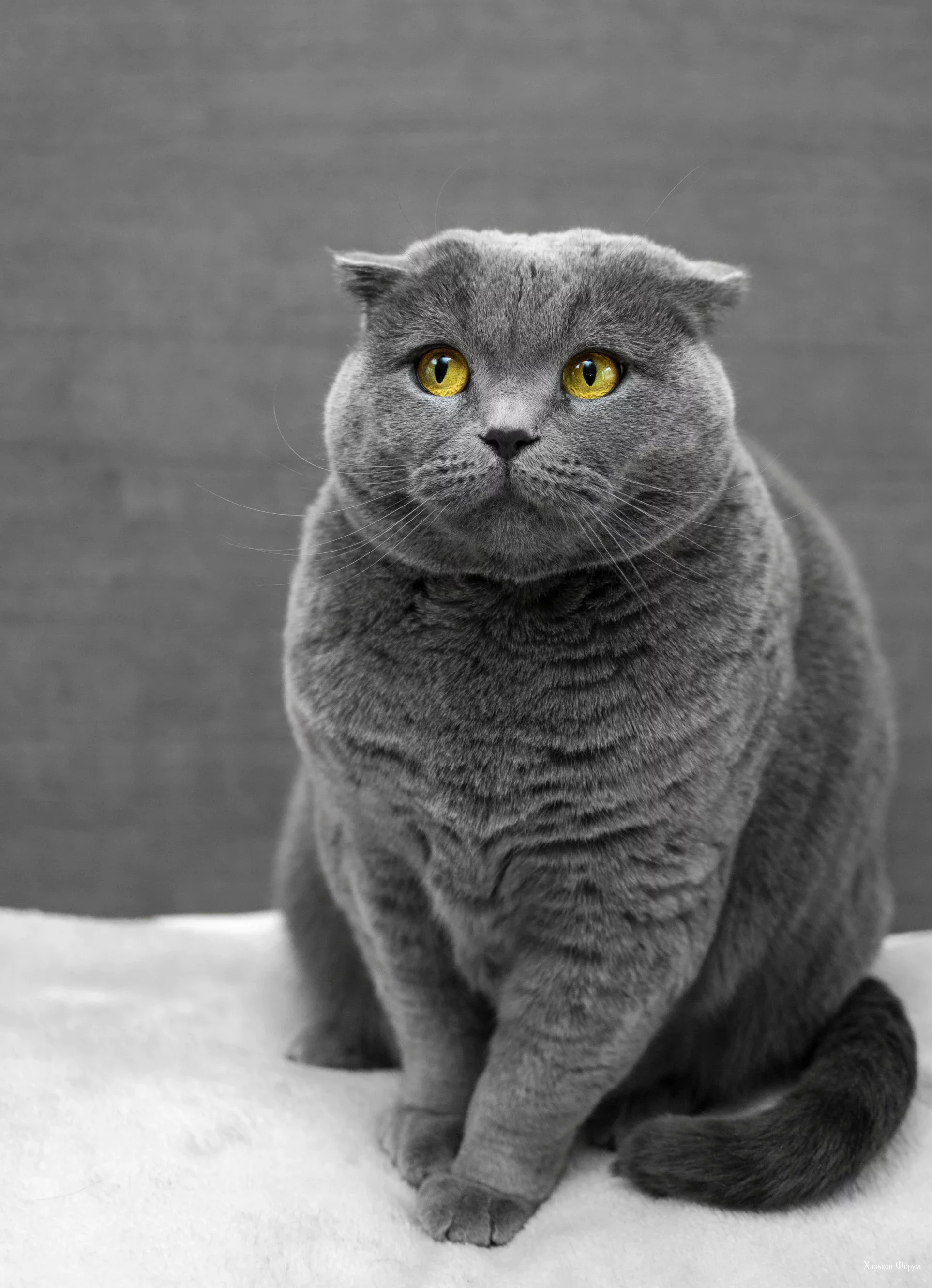 dc5922f0e6c40a3e915d.webp
