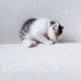 dcb5947469c6ecc4558a0faeb3f53188d9ca9879.gif