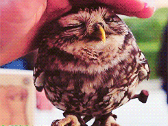 dcbf4b4a8e02415a9eccc917c24af486.gif