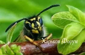 dcef8189cb3a5445a7b.webp
