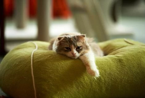 dcgg1c.webp