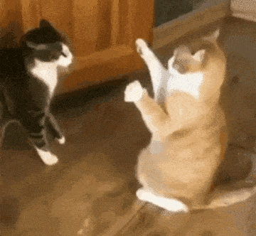 dd565eb82148fd1d28e91d.gif