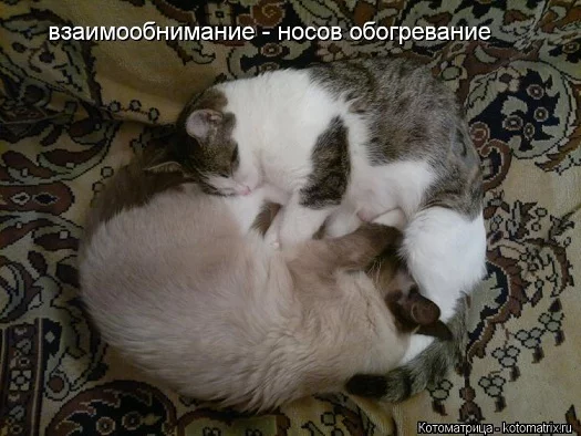 dd918a31d3db0bc953c203f472a0c316.webp