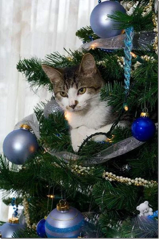 DDK_thumb%25255B1%25255D.webp