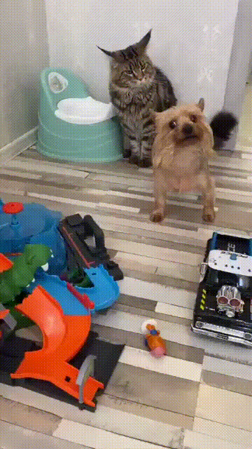 de21ead34532e94ebdd2bd.gif