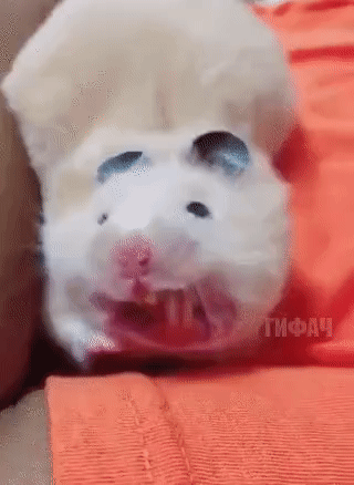 de663283d71feca999.gif