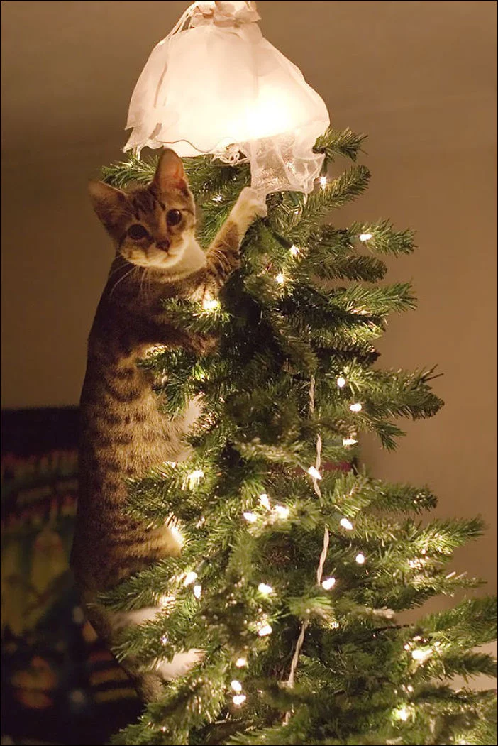decorating-cats-002.webp
