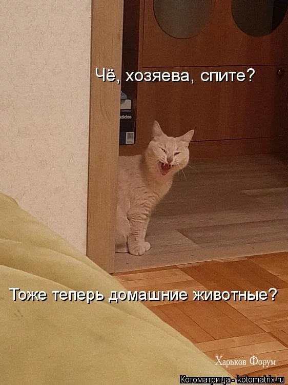 dee7eeec27b6c10eb6e20d.webp