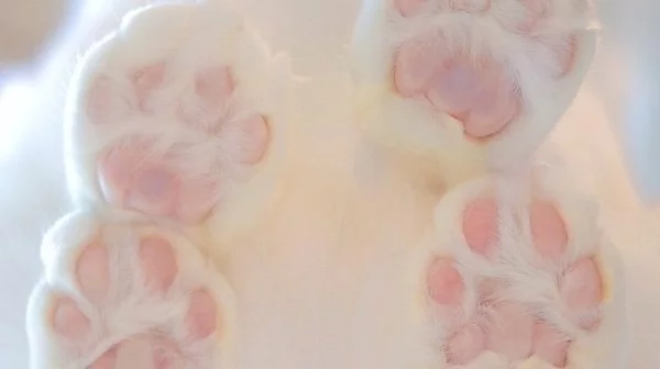 dee9hh.webp