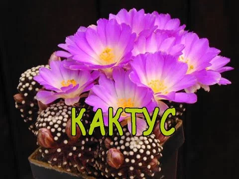 degba6.webp