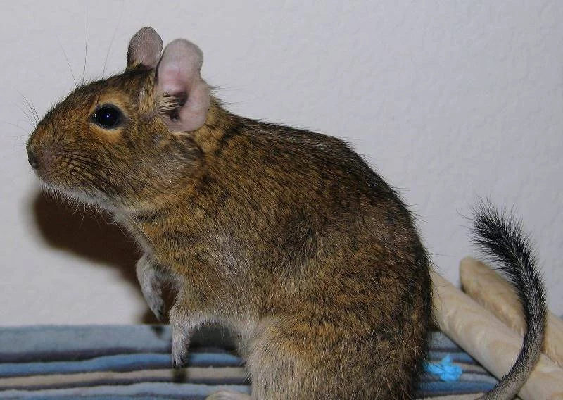 degu2.webp